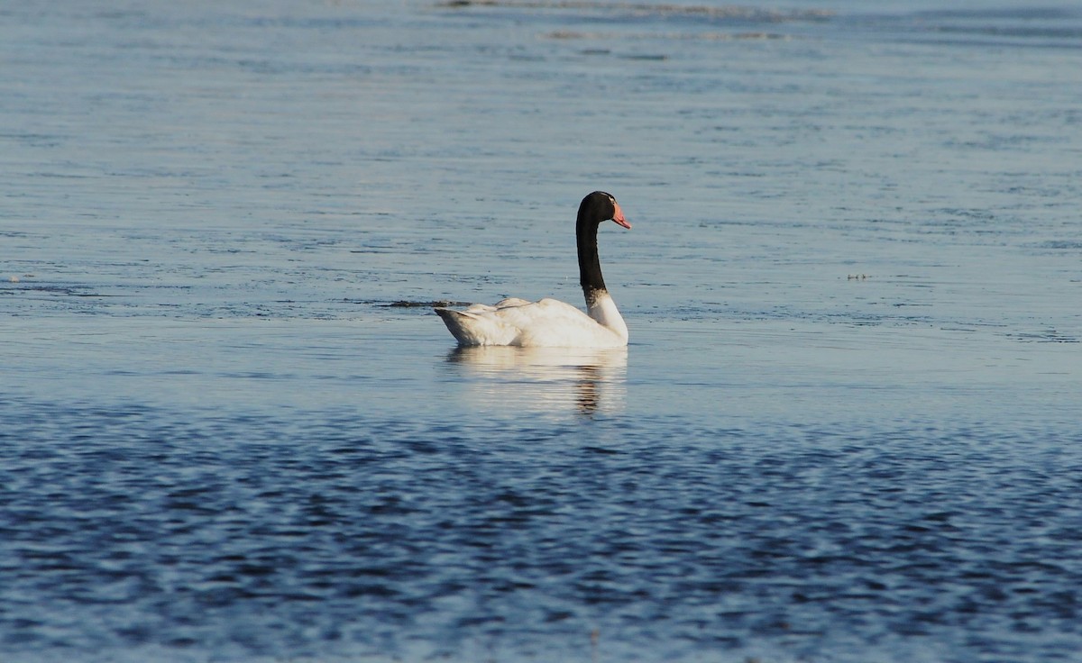 Black-necked Swan - ML619860848