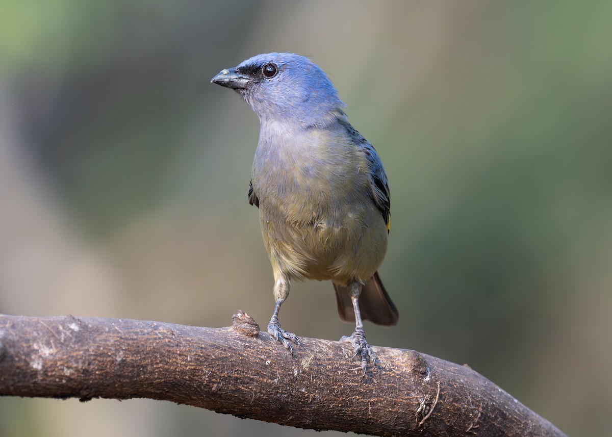 Yellow-winged Tanager - ML619860864