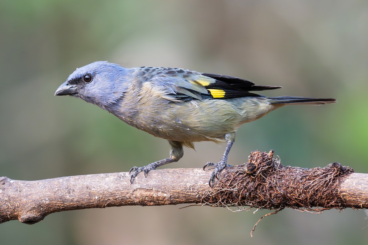 Yellow-winged Tanager - ML619860865