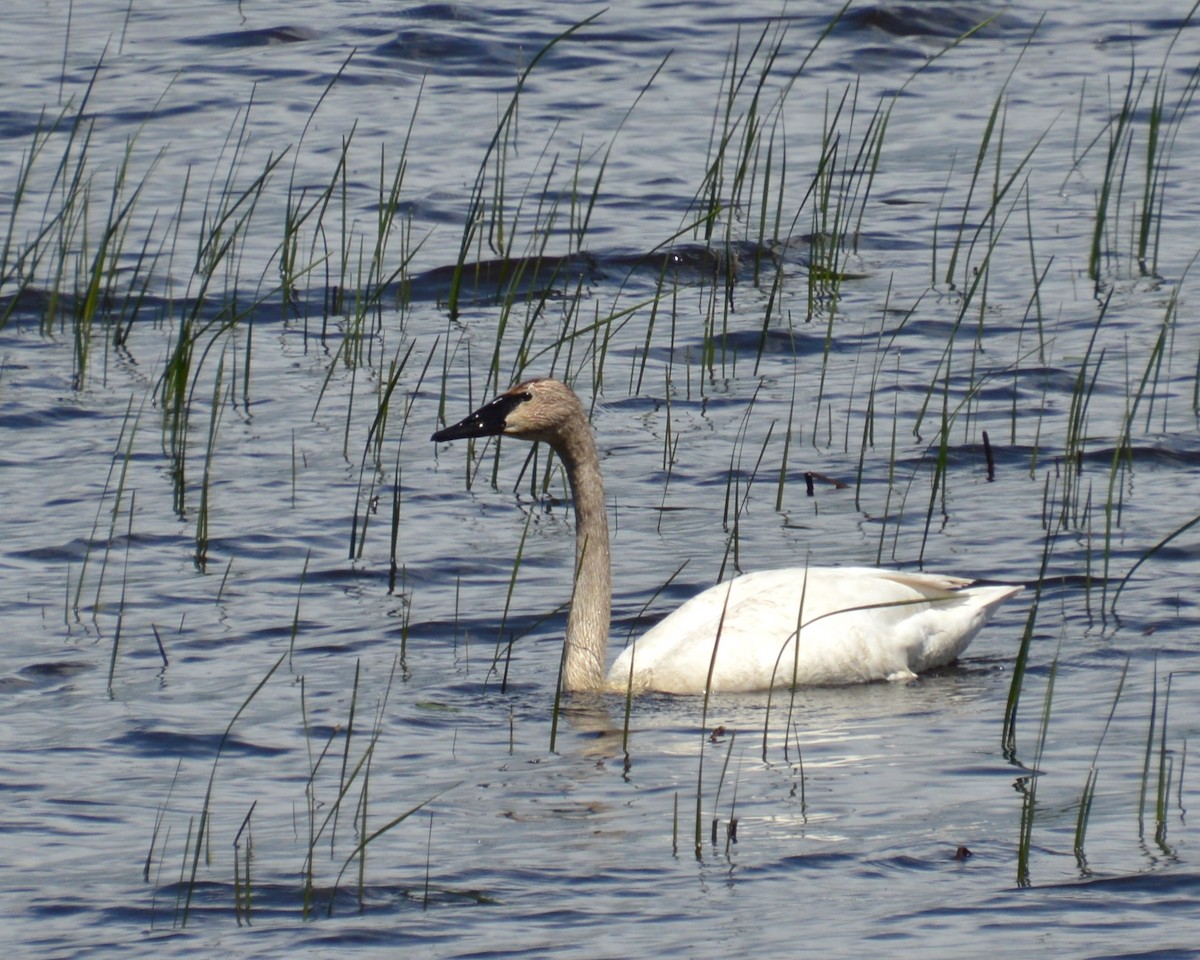 Trumpeter Swan - ML619860868