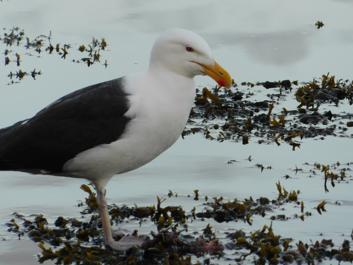 Great Black-backed Gull - ML619860881