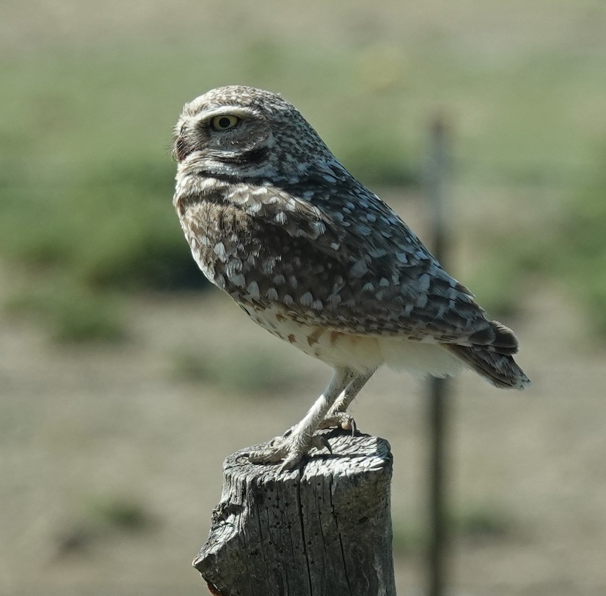 Burrowing Owl - ML619860889