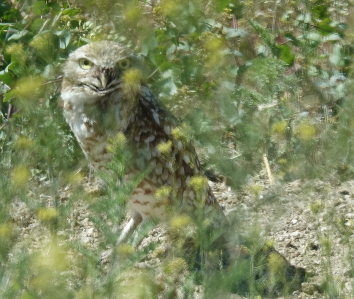 Burrowing Owl - ML619860891