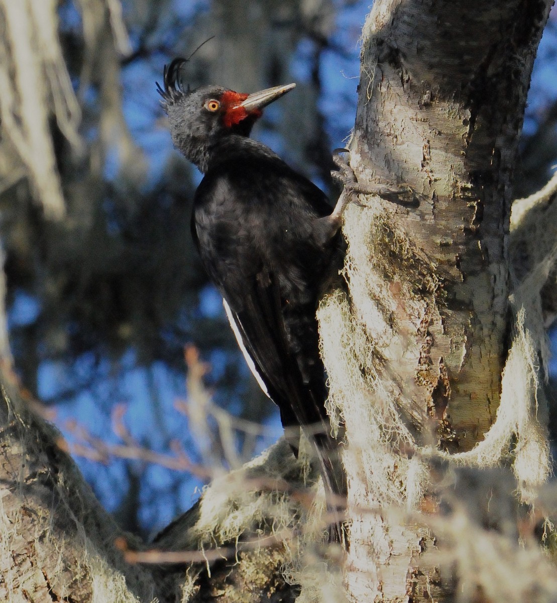 Magellanic Woodpecker - ML619860893