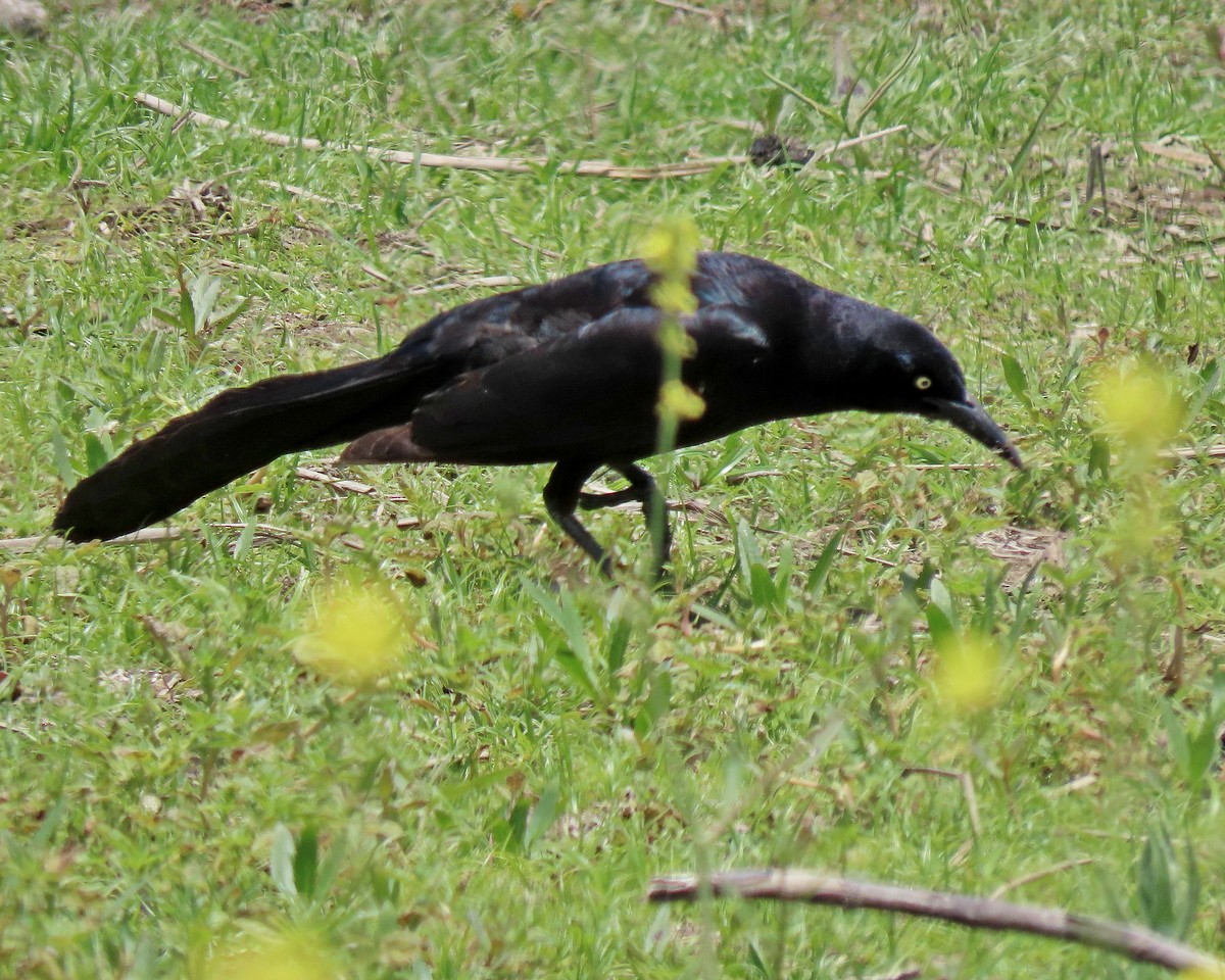 Great-tailed Grackle - ML619860896
