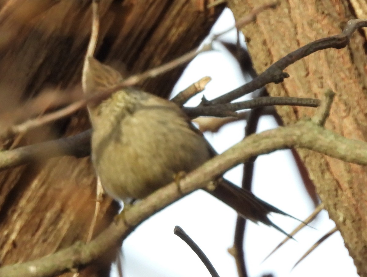Tufted Tit-Spinetail - ML619860902