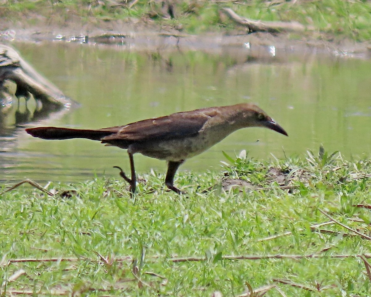 Great-tailed Grackle - ML619860908