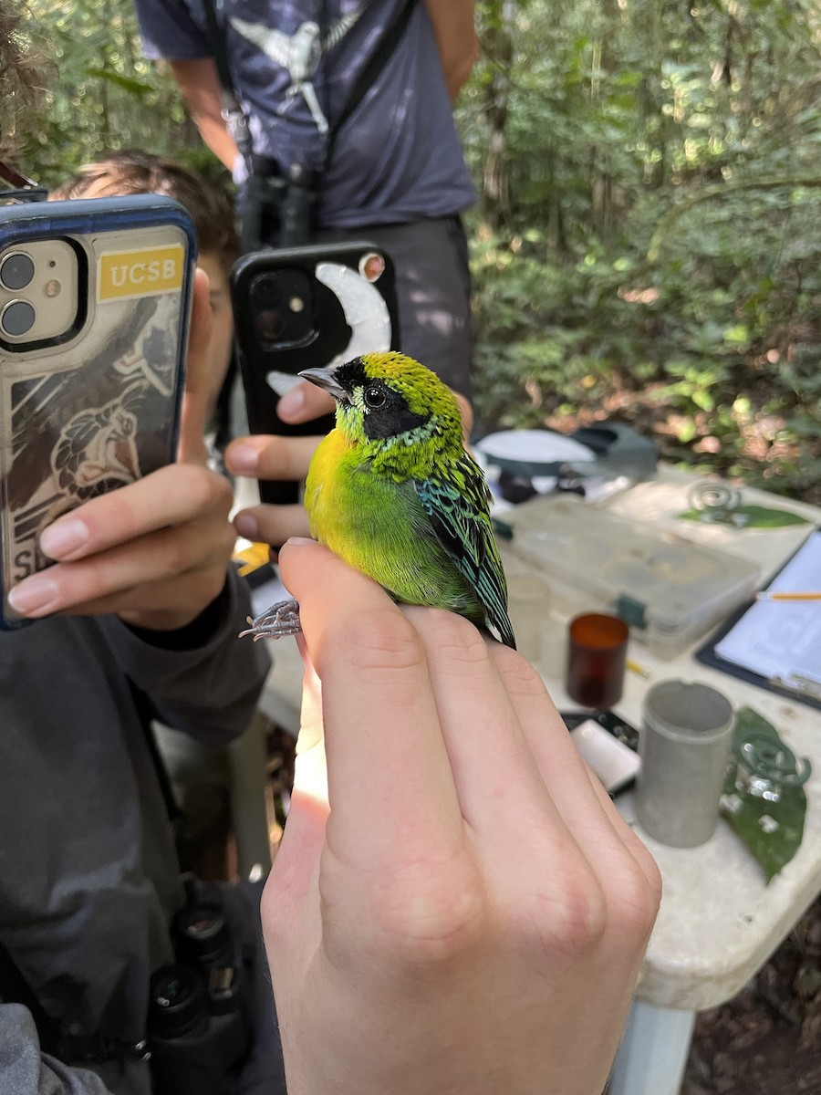 Green-and-gold Tanager - ML619860910