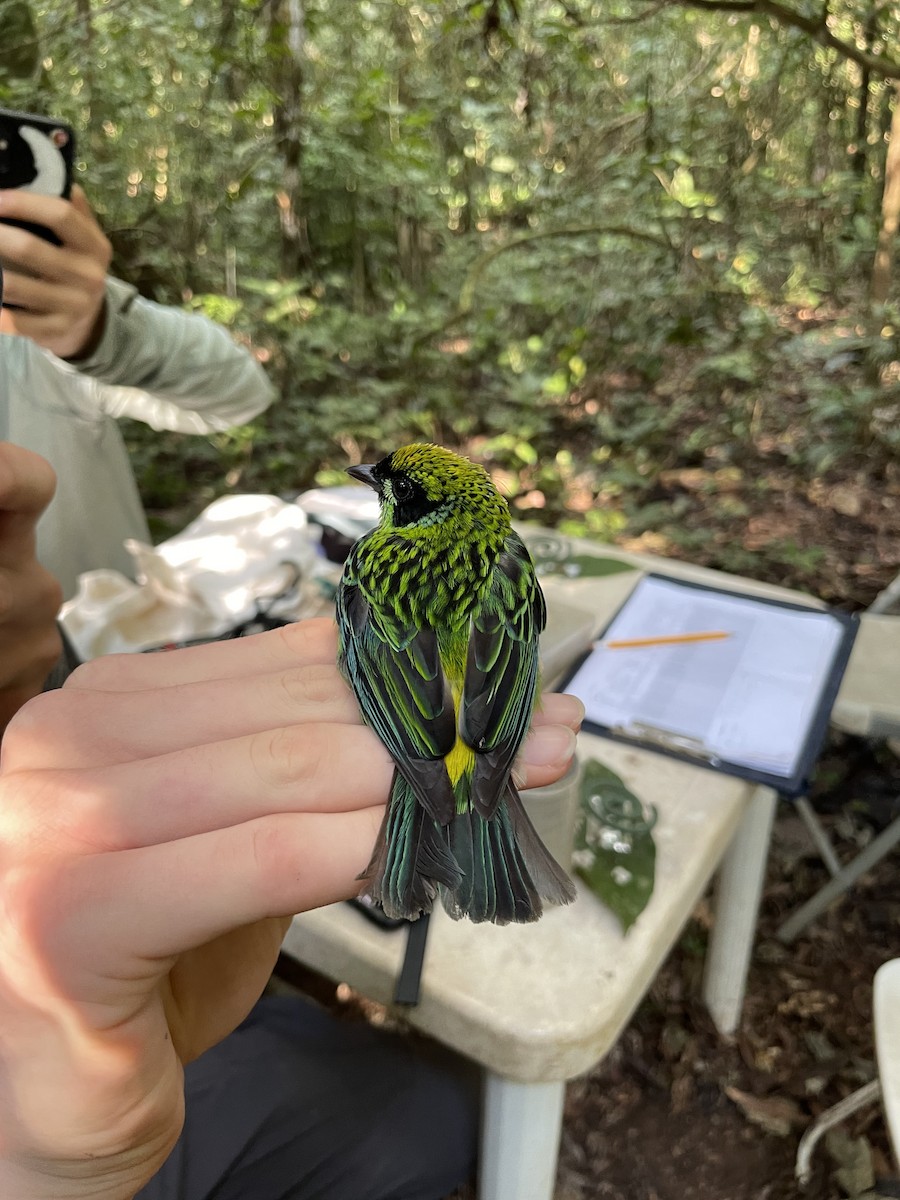 Green-and-gold Tanager - ML619860912