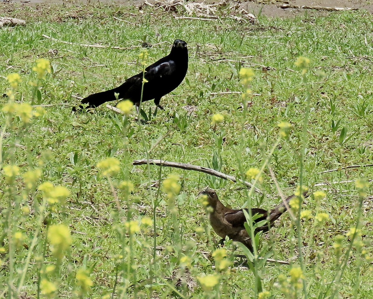 Great-tailed Grackle - ML619860918