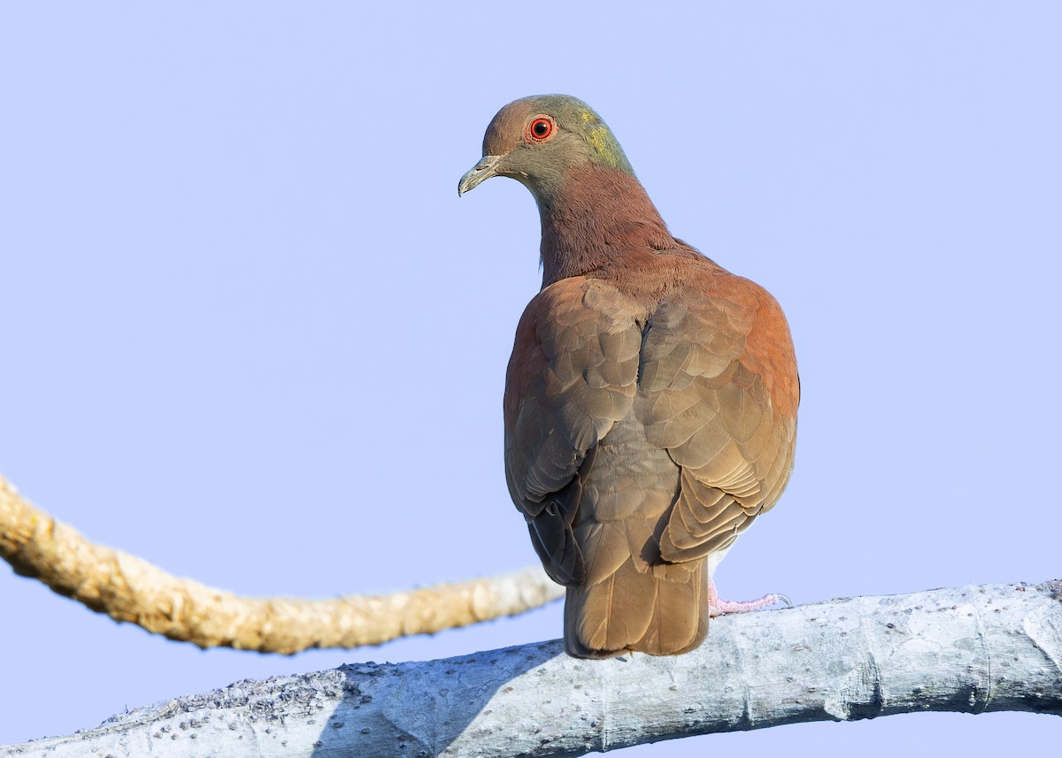 Рыжспинный голубь - ML619860935