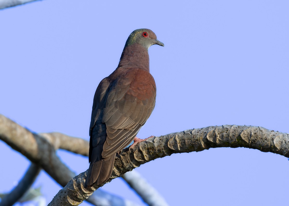 Рыжспинный голубь - ML619860937