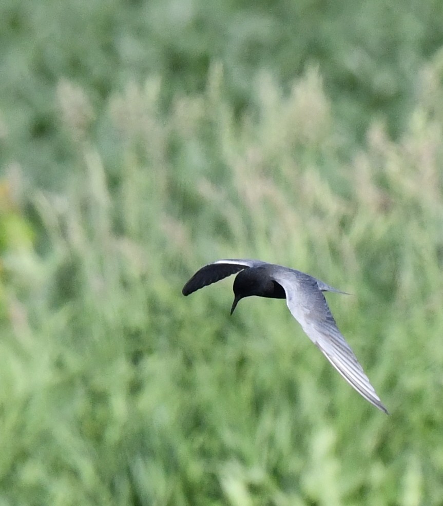 Black Tern - ML619860940