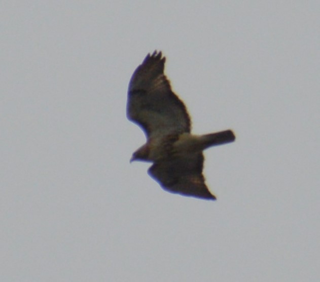 Red-tailed Hawk - ML619860946