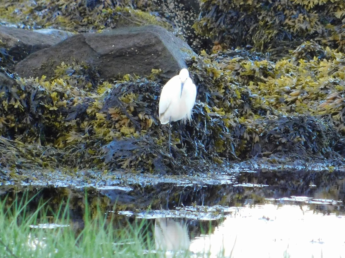 Snowy Egret - ML619860953