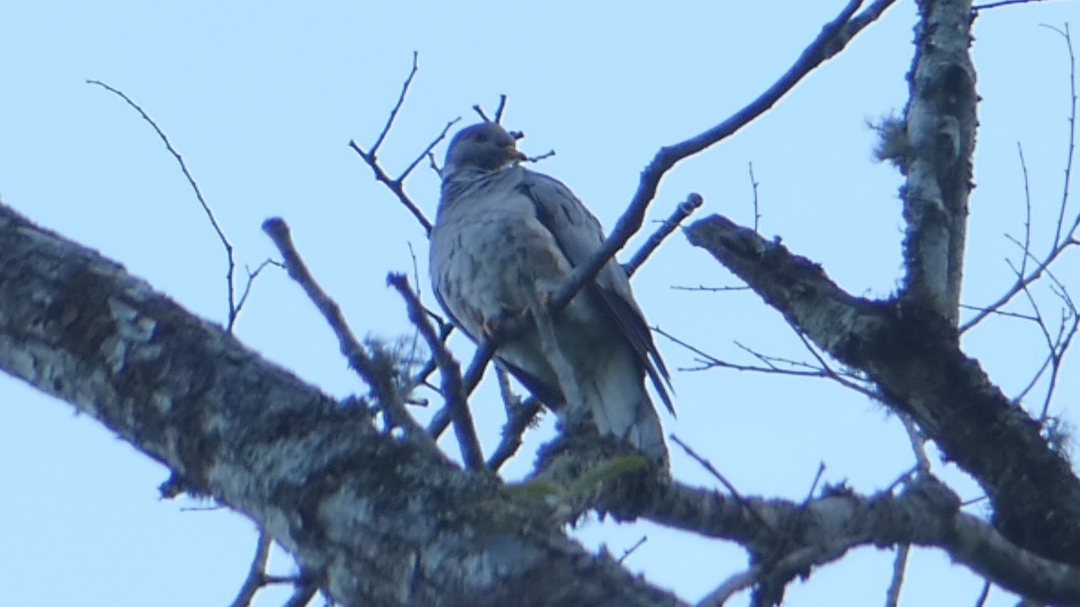 Band-tailed Pigeon - ML619860966