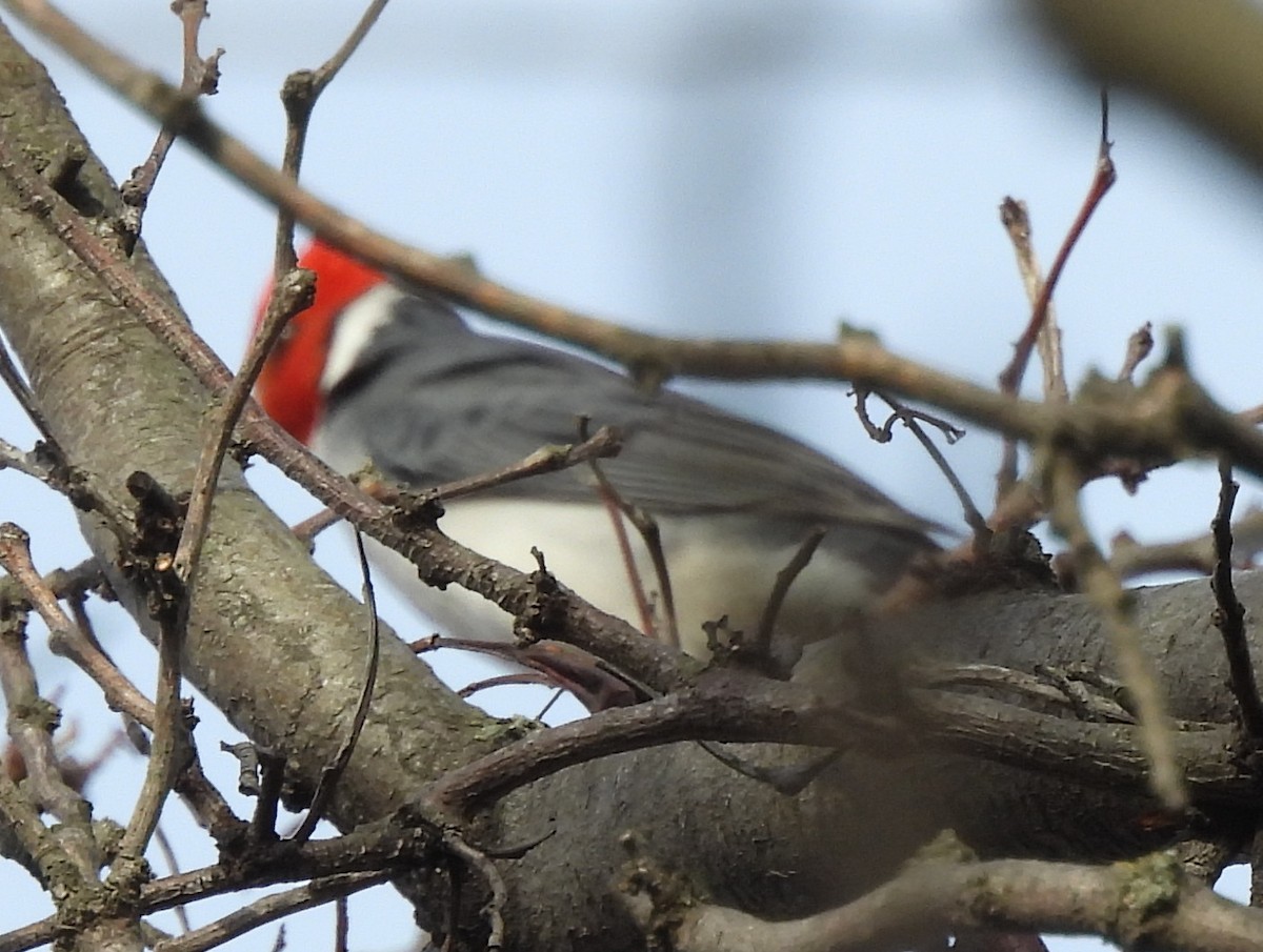 Red-crested Cardinal - ML619860984