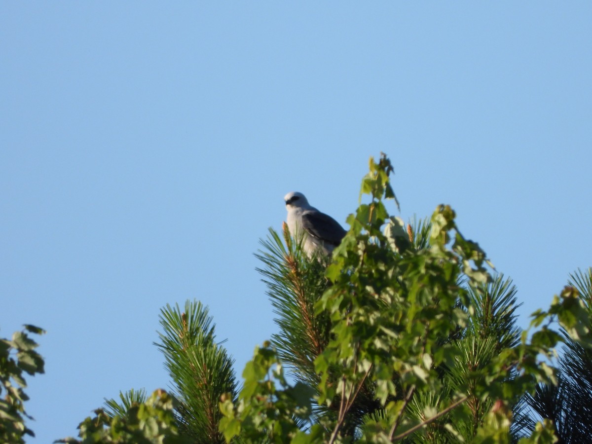 Mississippi Kite - ML619860986