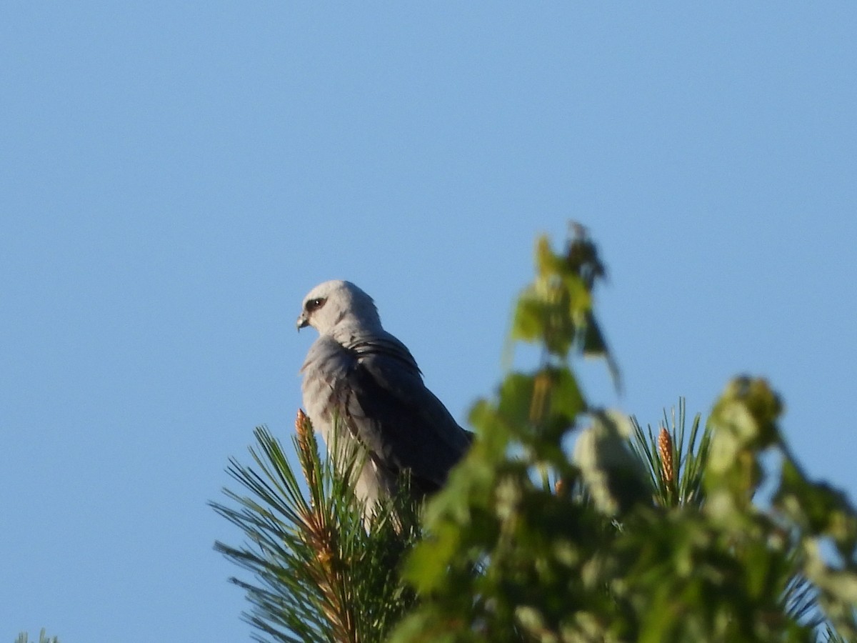 Mississippi Kite - ML619860991