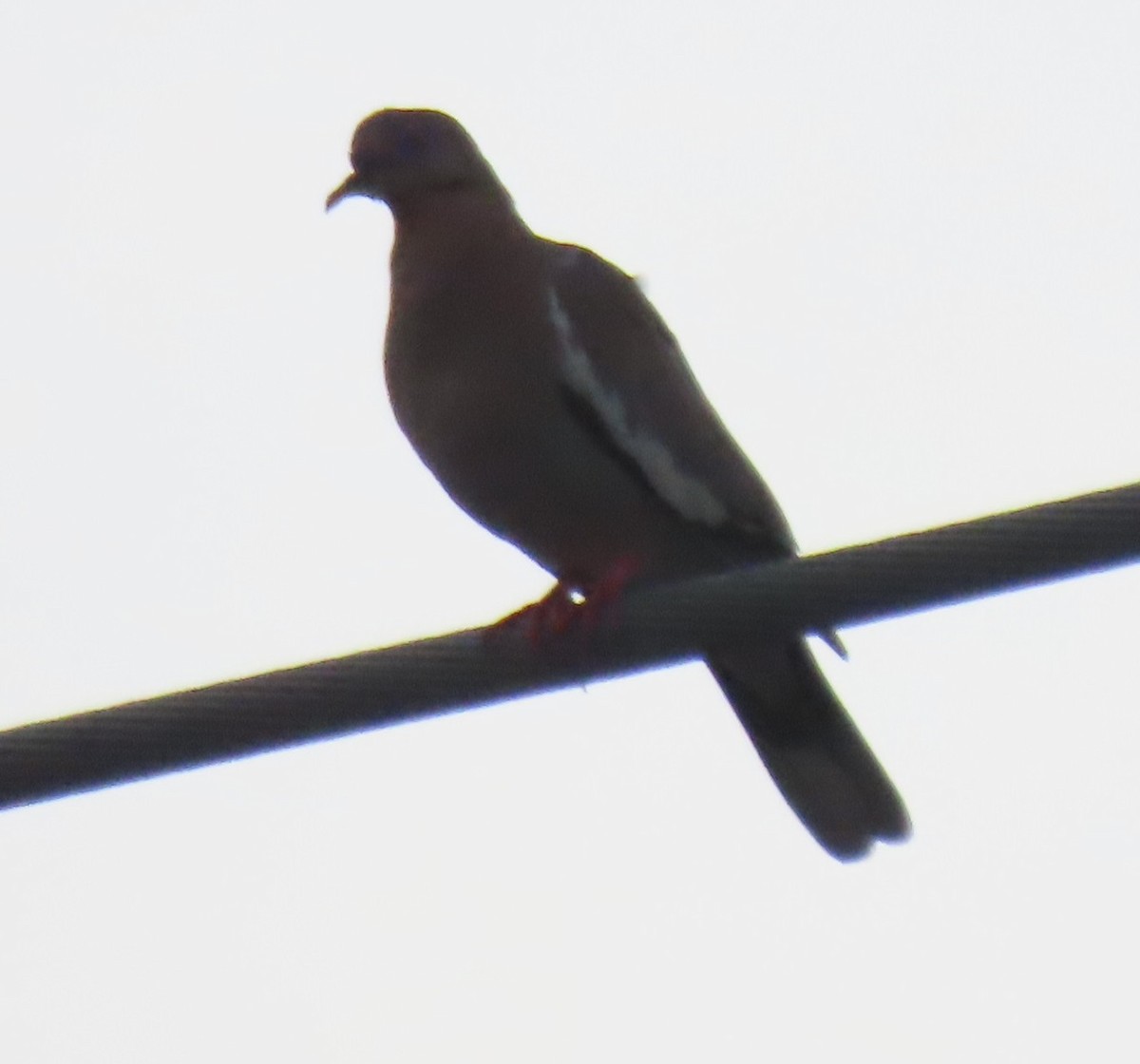 White-winged Dove - ML619861021