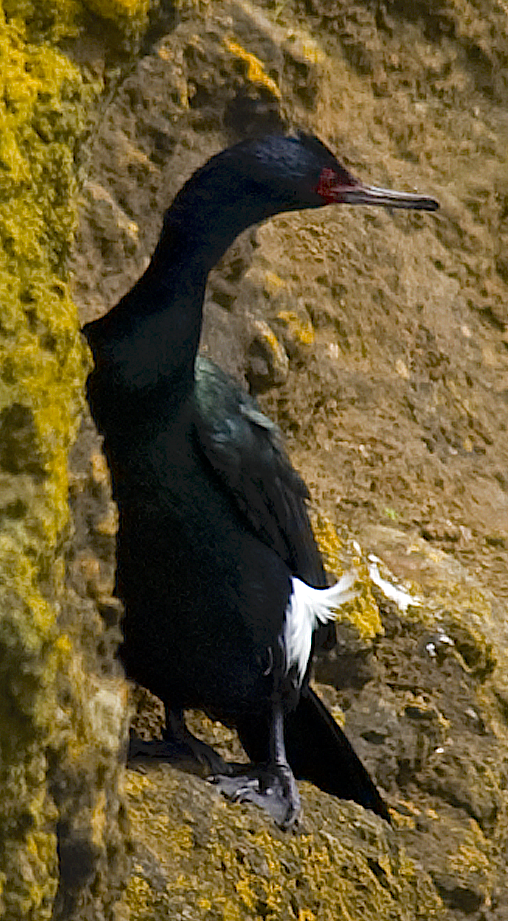 Pelagic Cormorant - ML619861025