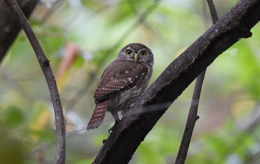 Ferruginous Pygmy-Owl - Sergio  Saldaña