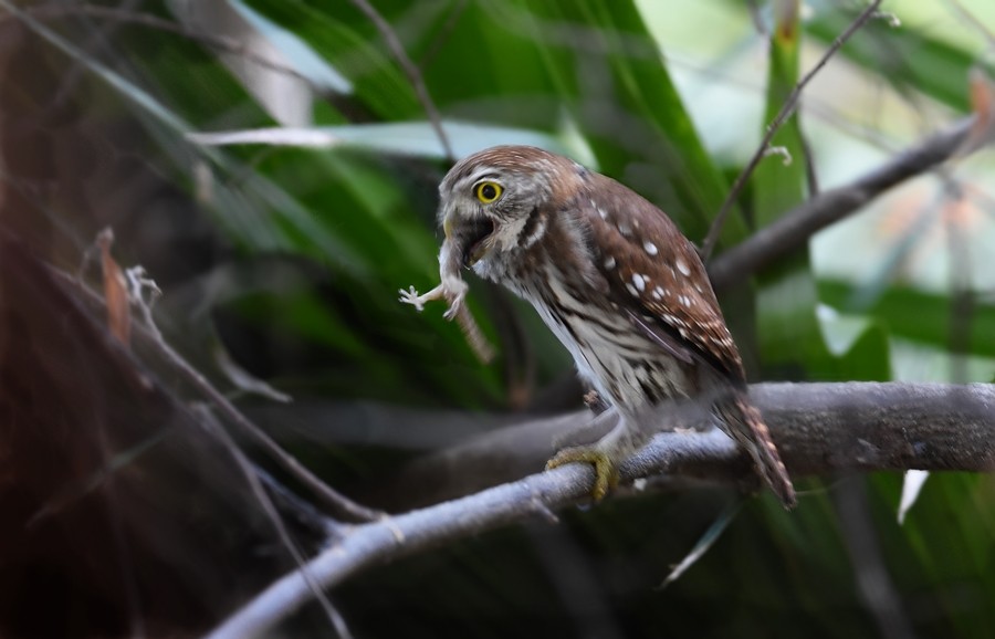 Ferruginous Pygmy-Owl - ML619861033