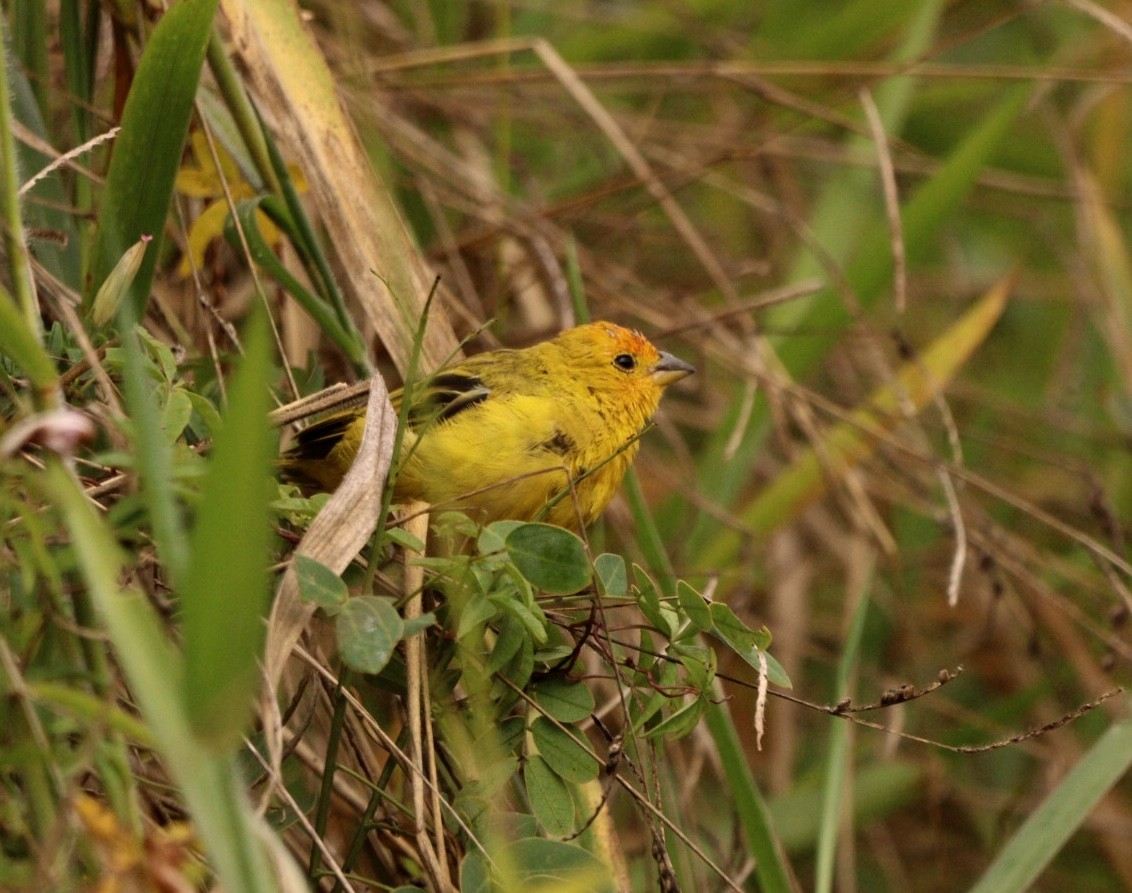 Saffron Finch - ML619861037