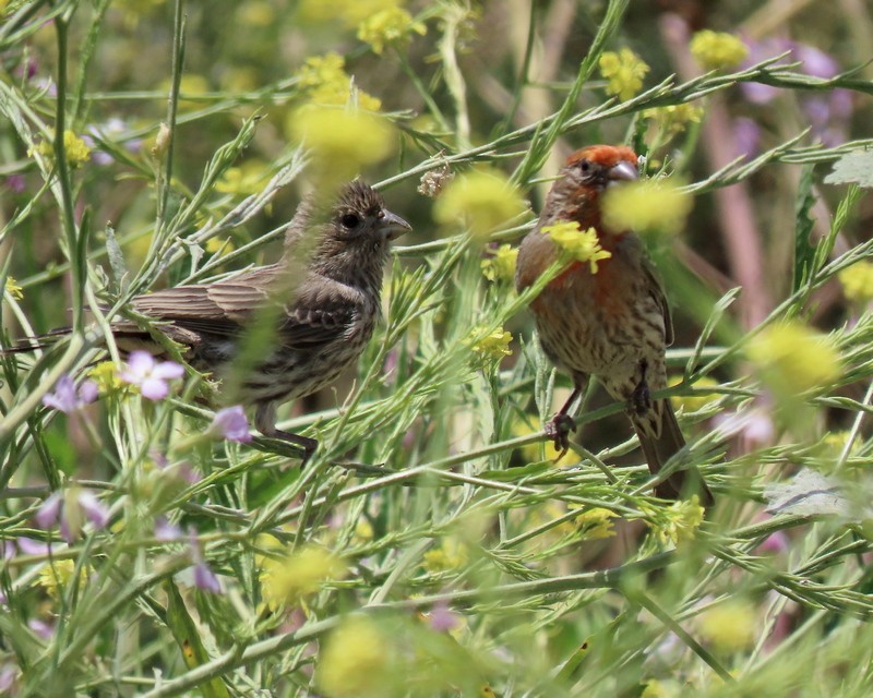 House Finch - ML619861047