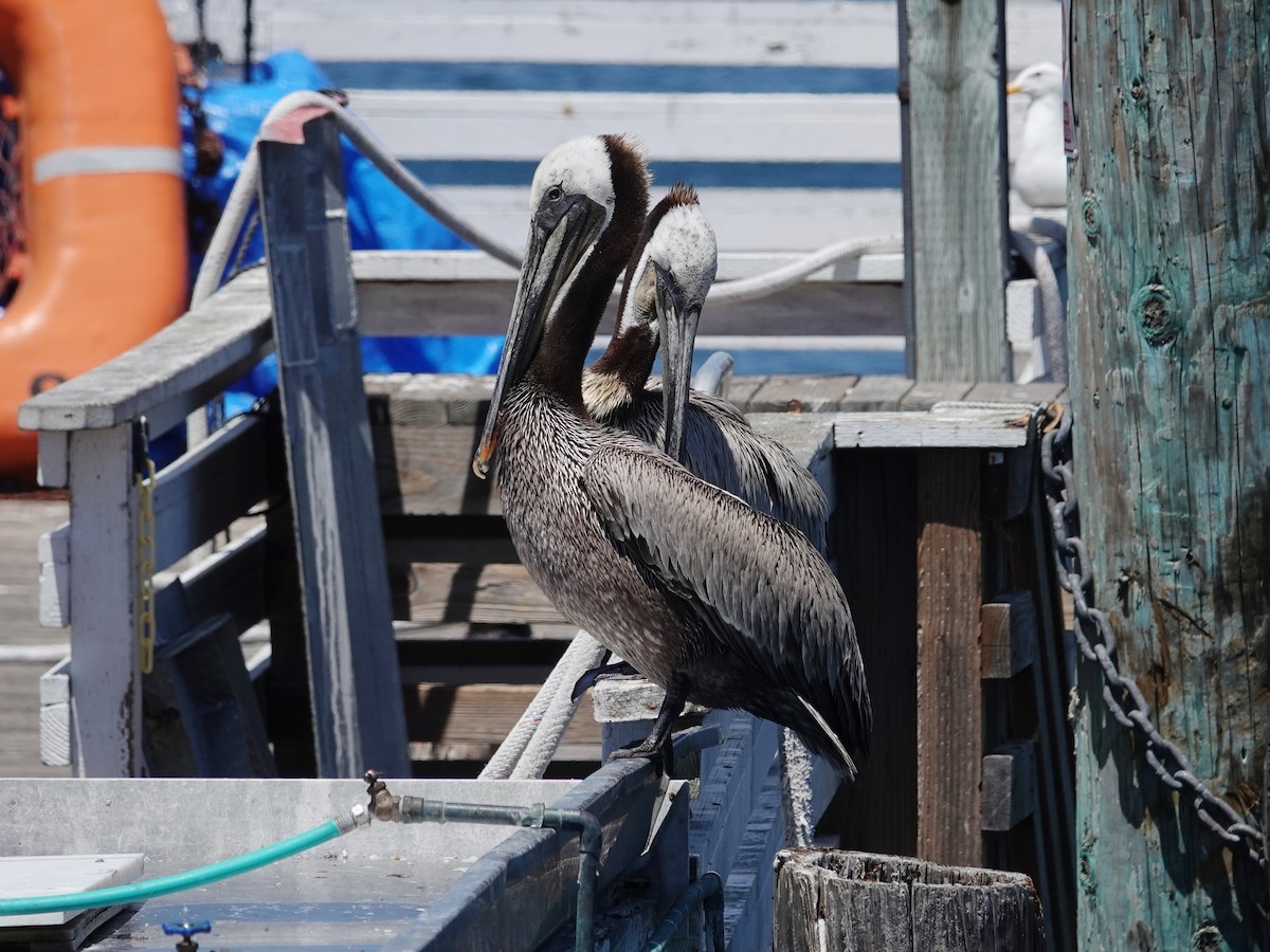 Brown Pelican (California) - ML619861048