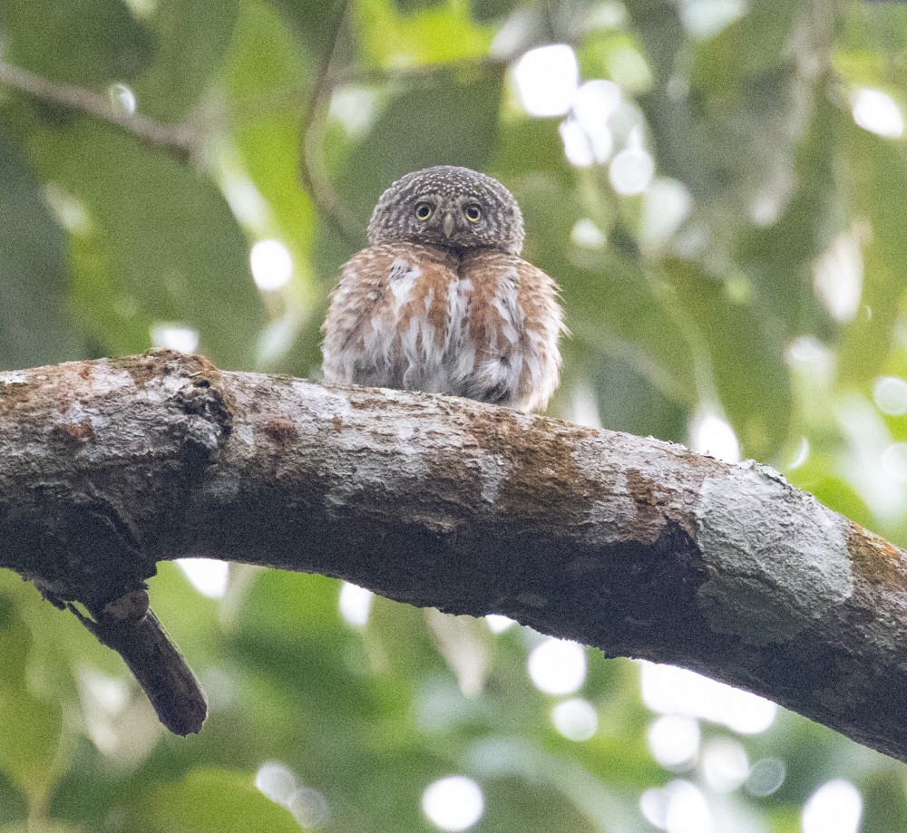 Collared Owlet - ML619861058