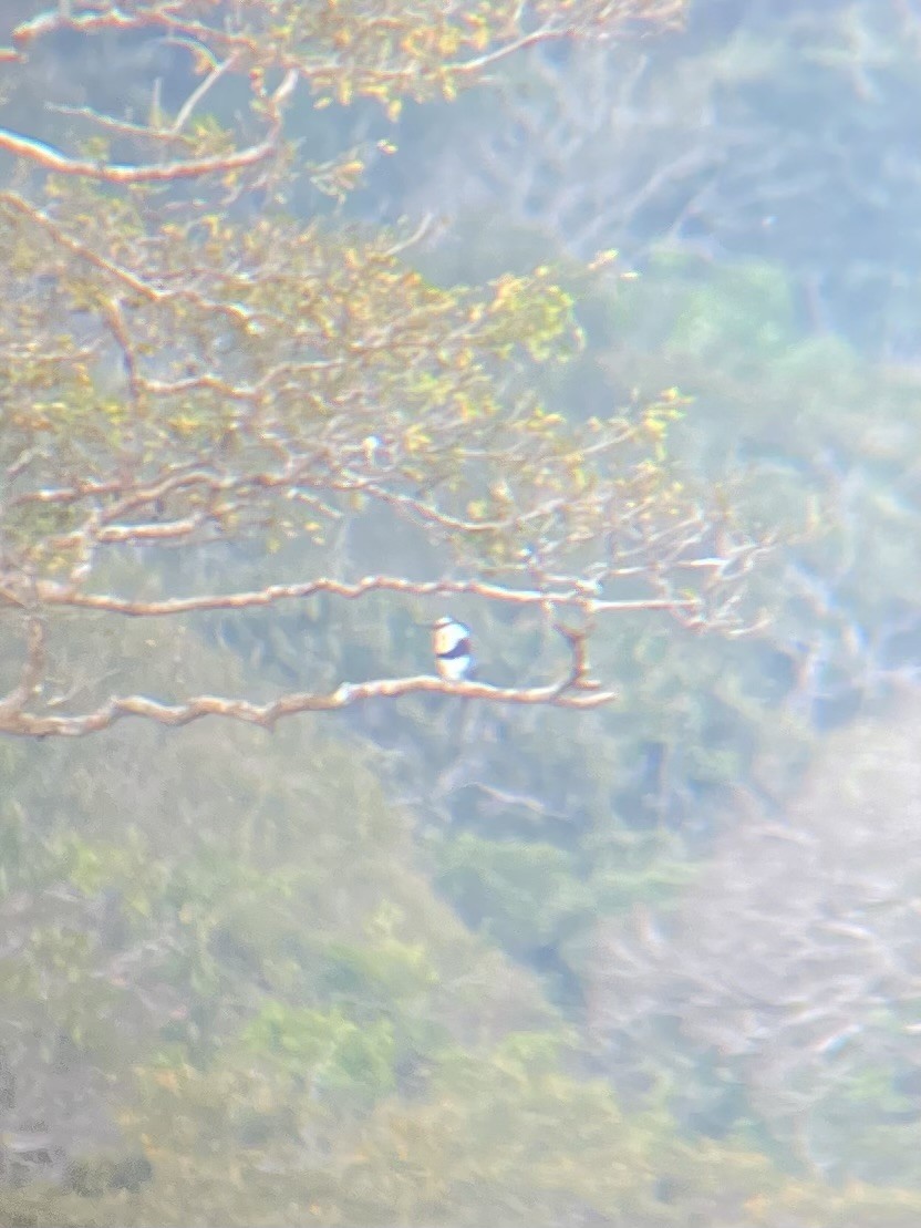 White-necked Puffbird - ML619861067