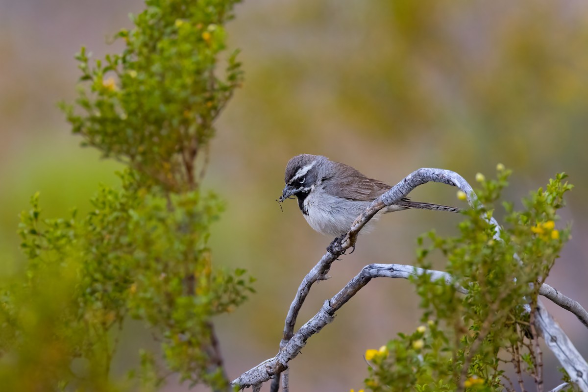 Black-throated Sparrow - ML619861093