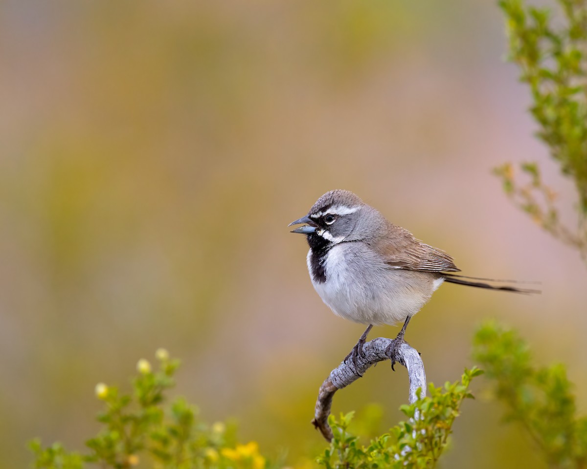 Black-throated Sparrow - ML619861094