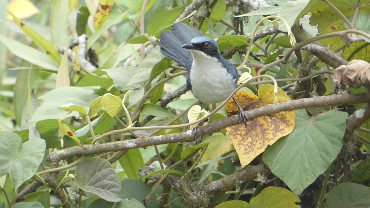 Blue-and-white Mockingbird - ML619861098