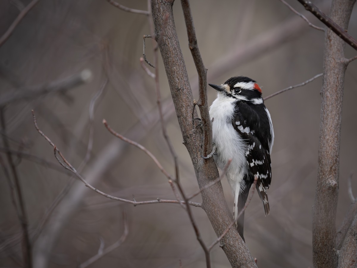 Downy Woodpecker - ML619861113