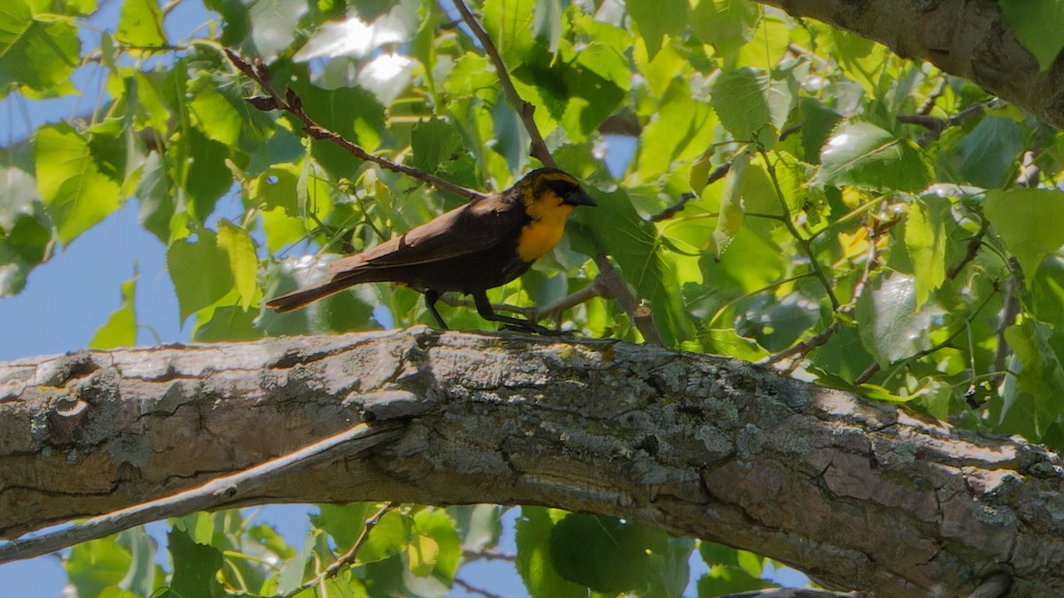 Yellow-headed Blackbird - ML619861118