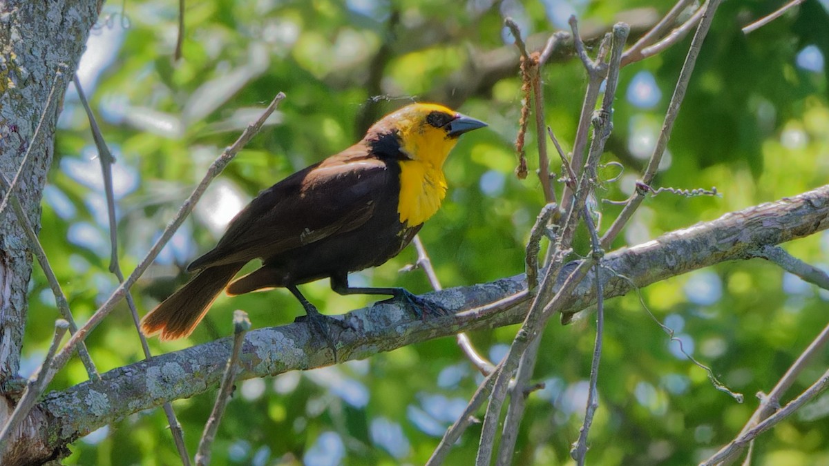 Yellow-headed Blackbird - ML619861119