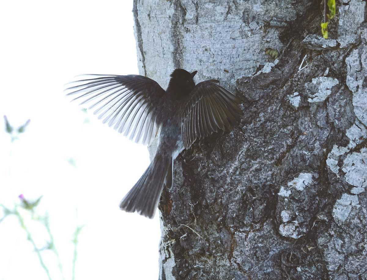 Black Phoebe - ML619861129