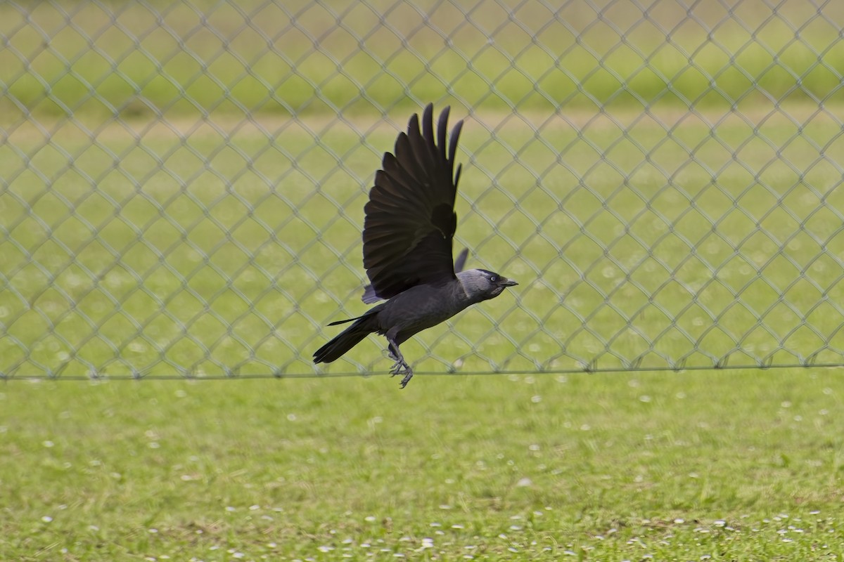 Eurasian Jackdaw - ML619861135