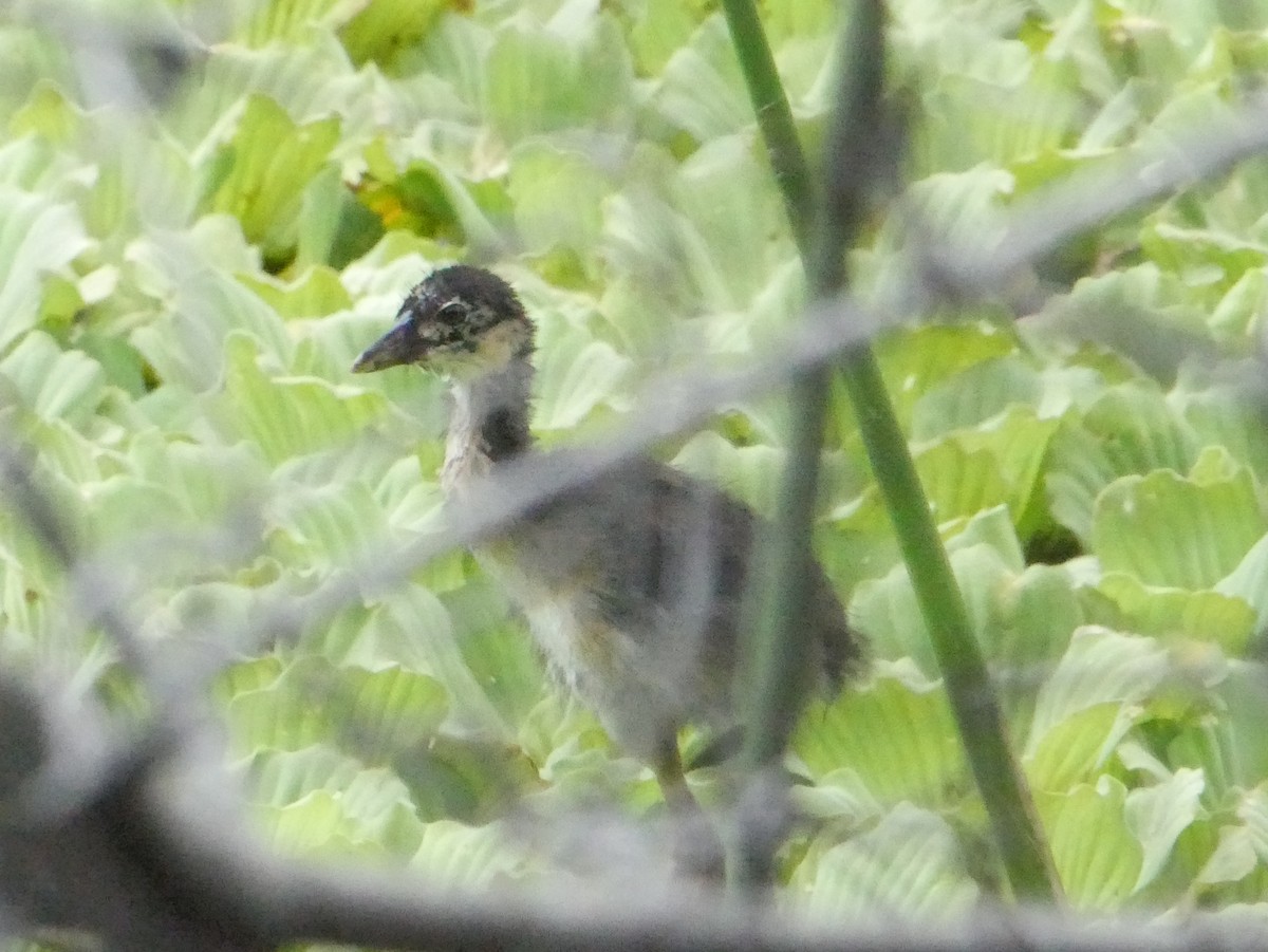 Purple Gallinule - ML619861137