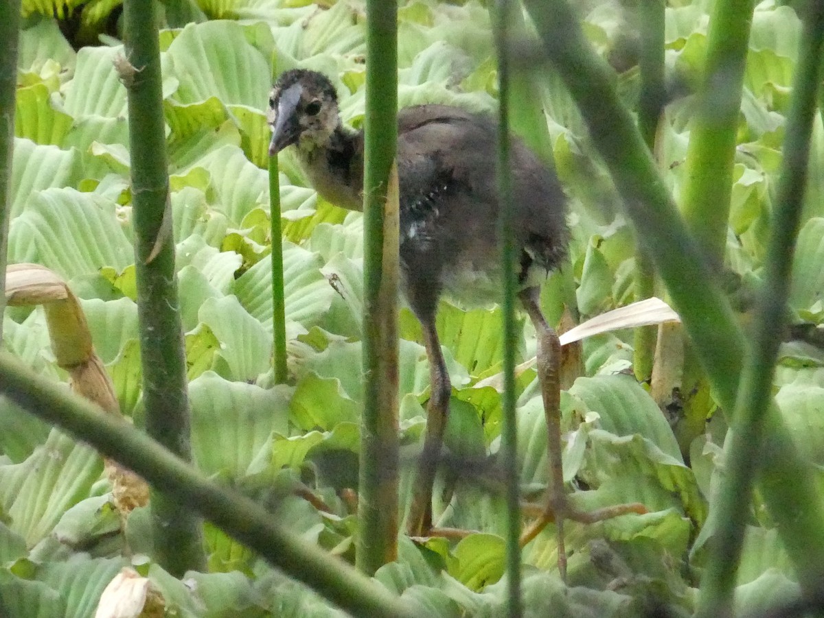 Purple Gallinule - ML619861138