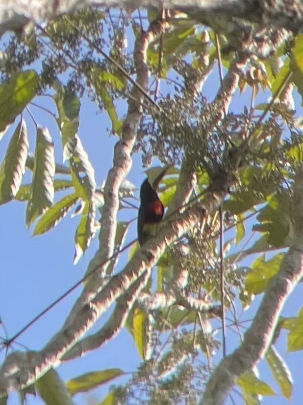 Ivory-billed Aracari - ML619861144