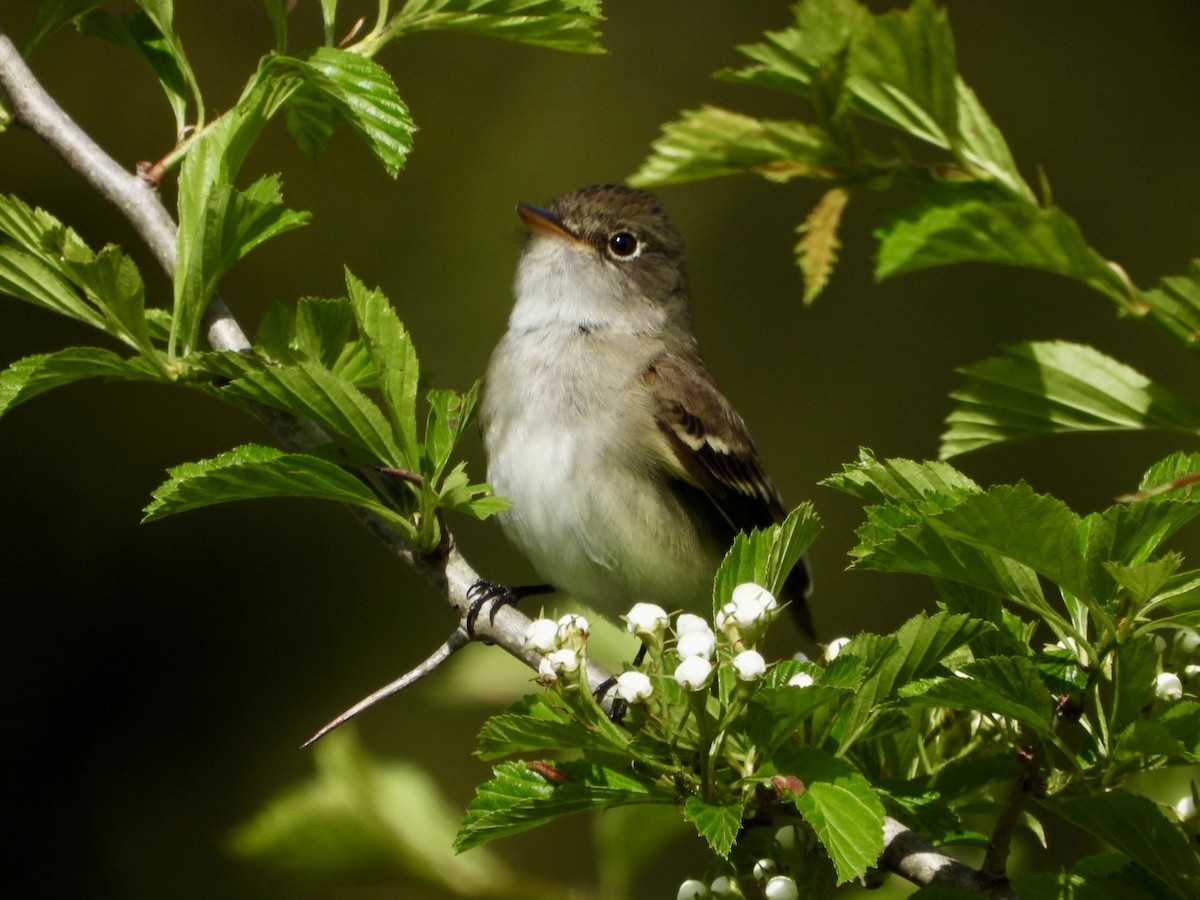 Alder Flycatcher - ML619861151