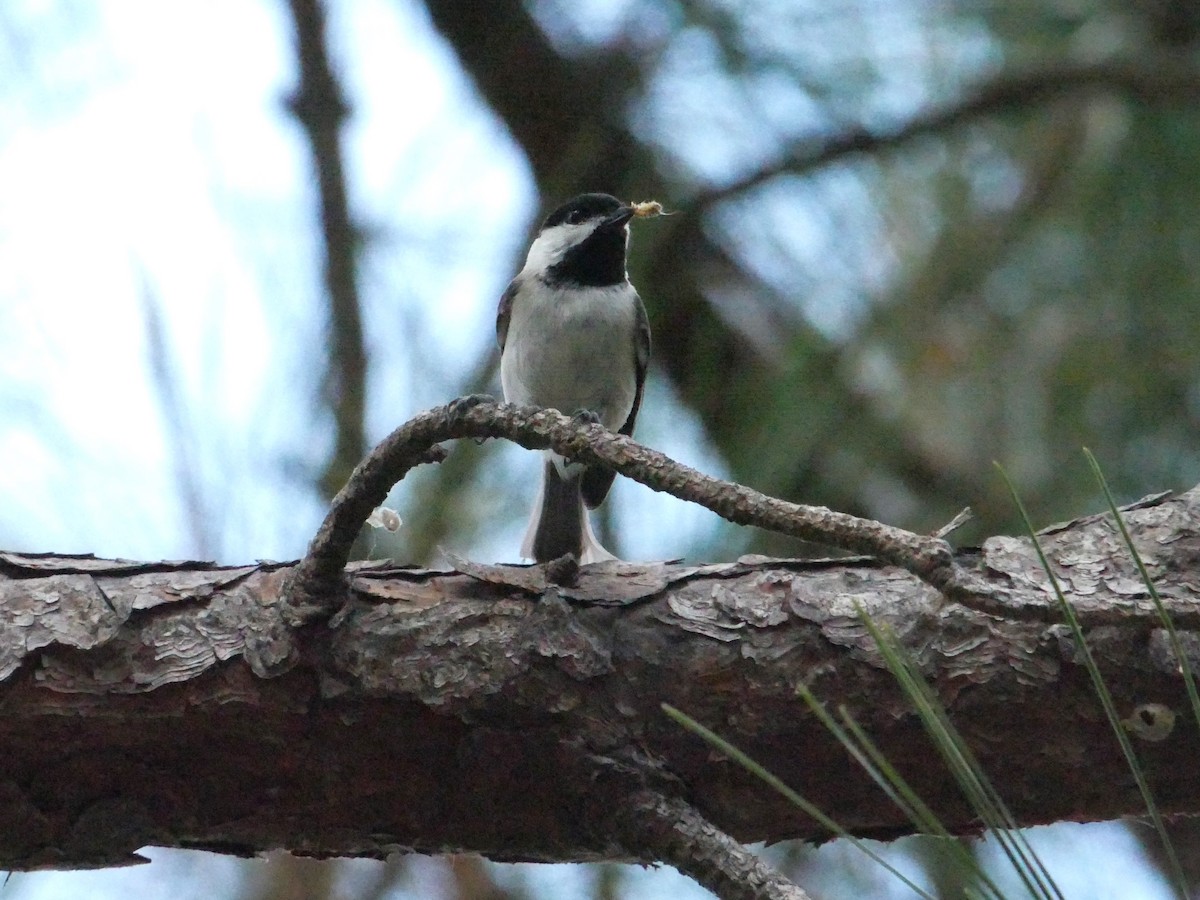 Carolina Chickadee - ML619861152