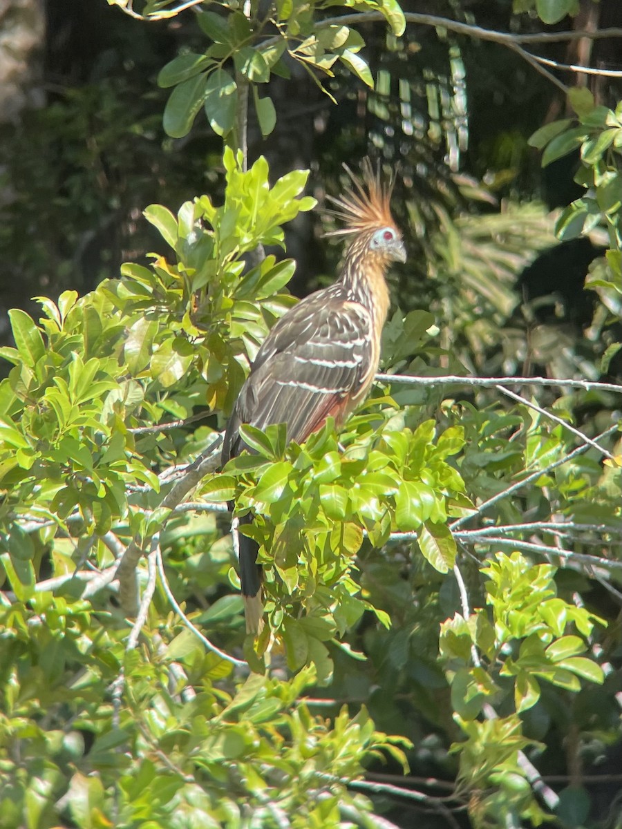 hoatzin - ML619861154