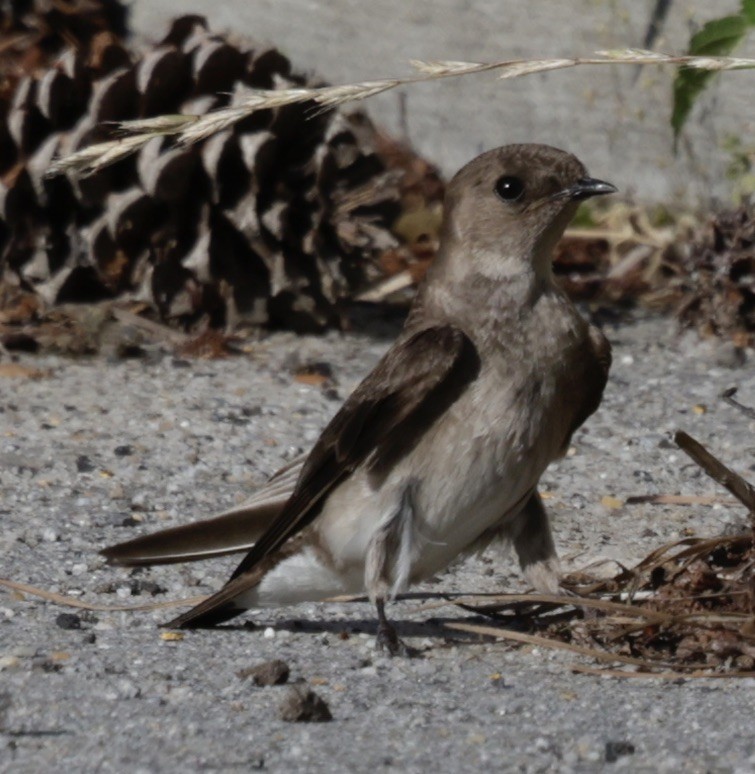 Northern Rough-winged Swallow - ML619861158