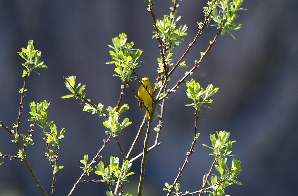 Yellow Warbler (Northern) - ML619861162
