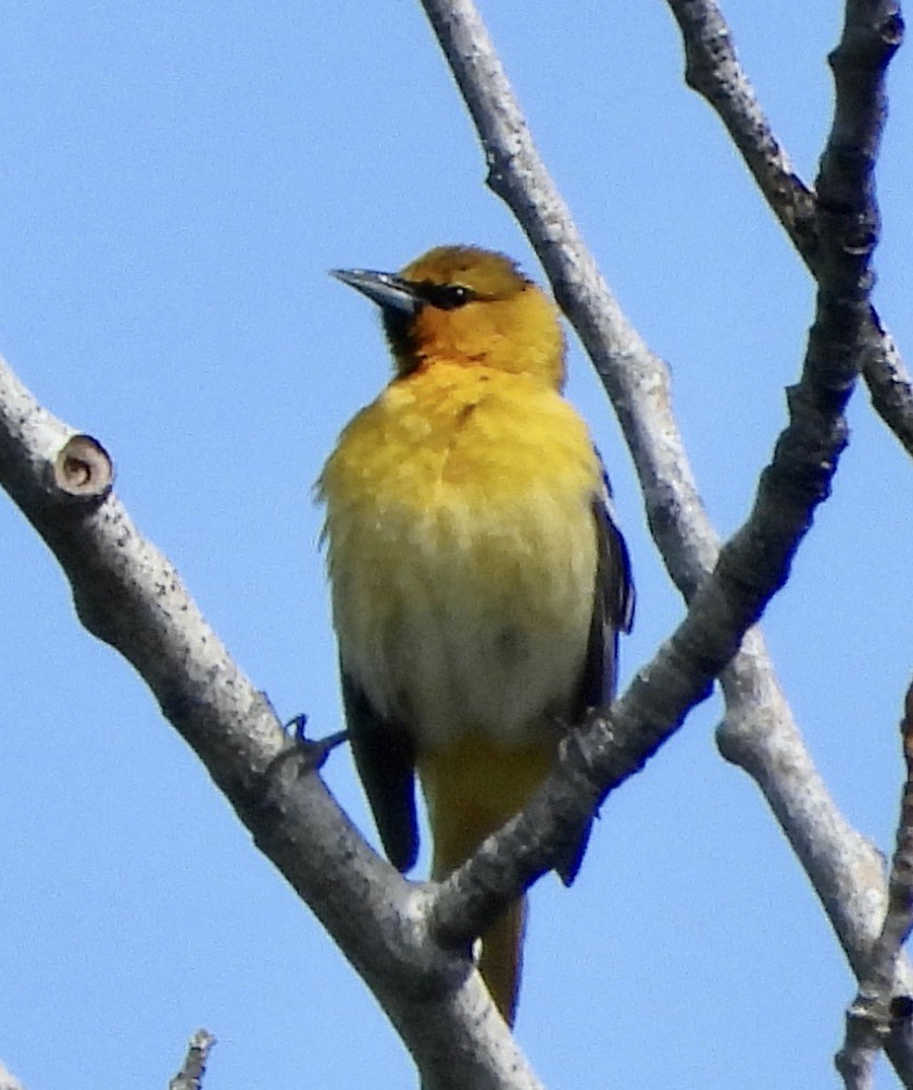 Bullock's Oriole - ML619861170