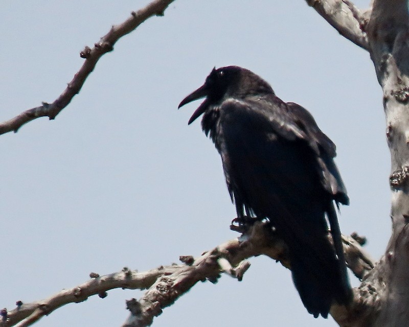 Common Raven - ML619861187